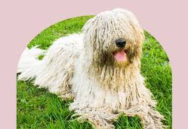 23 Unique Dog Breeds