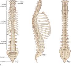 Types of thoracic vertebrae injury and. Applied Anatomy Of The Thoracic And Lumbar Spine Clinical Gate