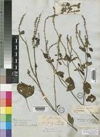 Image result for Platostoma africanum