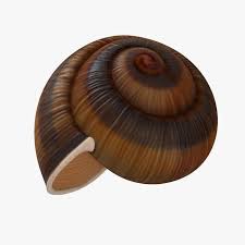 Snail Shell 3d Model Ad Snail Shell Model Snail Shell Snail Cute Designs To Draw