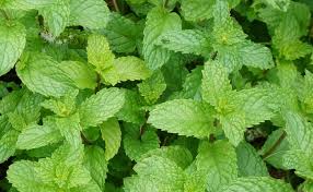Satu di antaranya ialah batuk dan pilek. 15 Obat Batuk Alami Bahan Herbal Racikan Tradisional