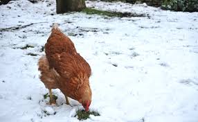 Annonces d'appartements à louer à caen. Comment Elever Des Poules Pondeuses A La Maison