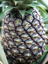 Oft ist eine grünliche ananas schon reif. Ananas Nachreifen Geht Das