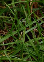 Image result for Cenchrus clandestinus