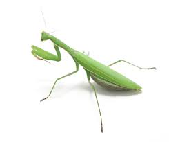 Maybe you would like to learn more about one of these? Images Of A Praying Mantis Wallpaper For You
