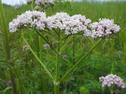 Image result for Valeriana capensis