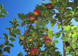 Dixie Red Delight Apple Tree Apple Tree Horticulture Apple
