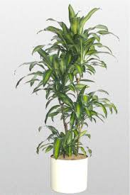 Pin By Cathie Gobster On My Job Tropical Plants Corn Plant Plants Large Indoor Plants