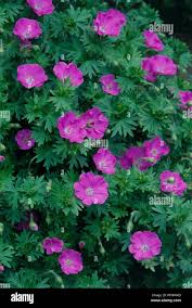 Image result for Geranium sanguineum Max Frei
