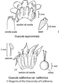 Image result for Cuscuta approximata