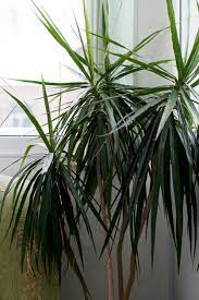 We did not find results for: Tips For Overwintering Dracaena Plants Learn About Dracaena Cold Tolerance