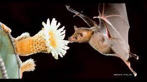 Often the flowers are white, funnel shapes, have distinctive odors, and open at night. Love Tequila Love Pollinating Bats Youtube