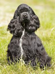 Schulz.she has never been given a name. What Kind Of Dog Was Snoopy Modern Dog Magazine