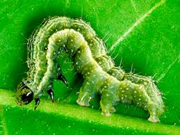 Image result for Autographa macrogamma