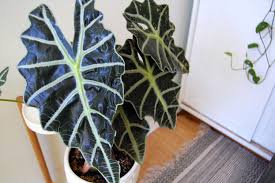Alocasia lauterbachiana 'purple sword' alocasia macrorrhiza 'borneo giant' alocasia macrorrhiza 'lutea' alocasia macrorrhiza 'variegata' alocasia odora 'california'. Elephant S Ear Alocasia Plant Care Growing Guide