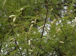 File Khair Acacia Catechu Leaves Flowers At Hyderabad Ap W Img 7262 Jpg Wikipedia