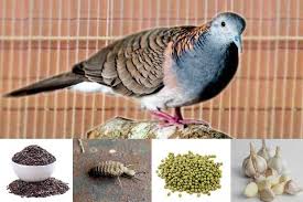 Selain merebus, anda juga bisa hanya merendamnya dalam air panas. Daun Saga Untuk Burung Perkutut