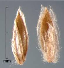 Image result for Digitaria velutina