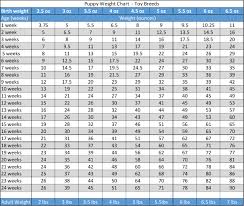 Miniature Poodle Weight Chart Kg All Miniature