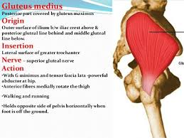 Glut Med Origin And Insertion Google Search Human Anatomy And Physiology Muscle Anatomy Anatomy Education