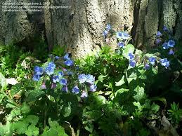 Check spelling or type a new query. Specialty Gardening Perennials And Shrubs Under Pine Trees Windy Z5 1 By Ladygardener1