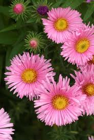 Maybe you would like to learn more about one of these? The Meaning Behind Popular Valentine S Day Flowers Flower Meanings Aster Flower Beautiful Bouquet Of Flowers