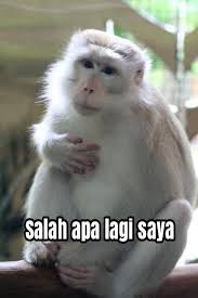 Berpengalaman mensuplai kebutuhan jas hujan untuk industri, pemerintah, maupun lsm. Monyet Pake Jas Hujan Dan Monyet Di Cukur Di Bawah Pohon