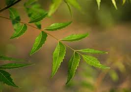 Image result for Azadirachta indica