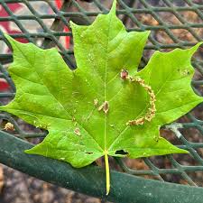 Image result for Oxyanthus troupinii