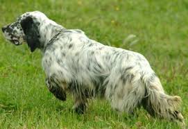 Black And White English Setter English Setter Black White Bird Dogs English Setter Dog Cat