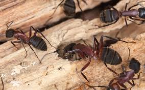 Let us help you, too. Carpenter Ants Richmond Sugar Land Katy Pest Control 281 341 1761