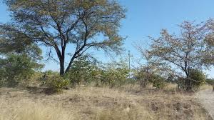 Image result for Xeroderris stuhlmannii