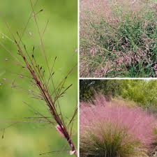 Image result for Eragrostis macrochlamys