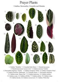 Calathea makoyana atau tanaman jendela katedral merupakan tanaman hias yang cukup terkenal di indonesia. Jenis Jenis Calathea Pencinta Tanaman Facebook