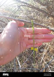 Image result for Bulbine favosa
