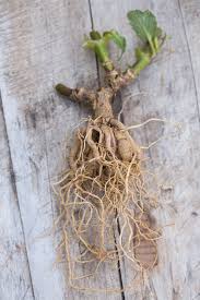 Dahlias are grown by gardeners, both if you notice there are several tubers growing together, you can use garden scissors to cut the tubers apart to store dahlia bulbs, start by cutting the stems to 6 inches when the first frost arrives. Pin On Plants