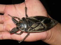 Black camel spider vs giant water bug interesting fight. Buzz Killers 10 Of The World S Biggest Baddest Bugs Webecoist