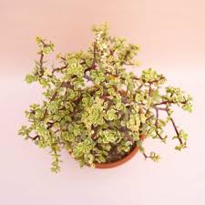 Image result for Portulacaceae