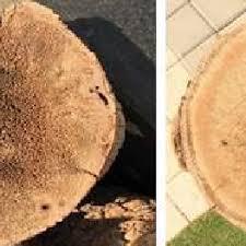 900 x 478 jpeg 204 кб. Pdf Deformation Of The Date Palm Tree Trunk In Dammam Metropolitan Area Causes And Consequences