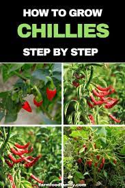 How To Grow Chillies From Seeds Step By Step Farmfoodfamily Chilli Plant Growing Vegetables Chilli Plant Care
