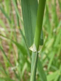 Image result for Phalaris