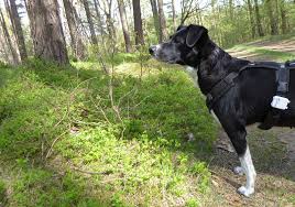 Die besten gps tracker für den hund 2021. Getestet Tractive Gps Tracker Fur Hunde Urlaubstipps Mit Hund