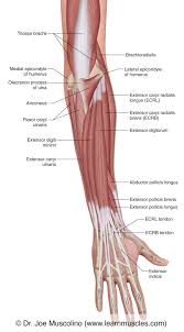 12 photos of the forearm tendon anatomy picture. Muscles Of The Posterior Forearm Superficial View Learn Muscles