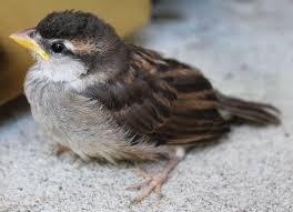 Baby House Sparrow Learning To Fly Landed At My Doorstep House Sparrow Baby Bird Learn To Fly