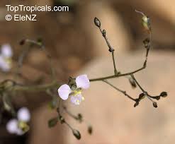 Image result for Aneilema