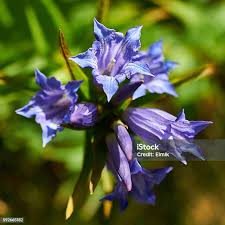Image result for Gentiana asclepiadea alba