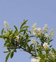 Witch hazel shrubs produce fragrant flowers from october to december. Shrubs And Bushes Identification Gardenerdy