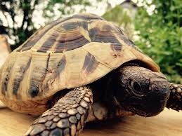 Видео vorbereitung winterschlaf schildkröten канала kringel12. Wie Bringt Man Schildkroten Am Besten Durch Den Winterschlaf