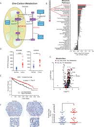 Linkin park — under attack (crawling wtc remix) 04:51. Mthfd2 Links Rna Methylation To Metabolic Reprogramming In Renal Cell Carcinoma Oncogene