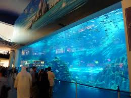 All cities abu dhabi ajman al ain dubai fujairah ras al khaimah sharjah umm al quwain. Dubai Aquarium Underwater Zoo Page 7 Zoochat